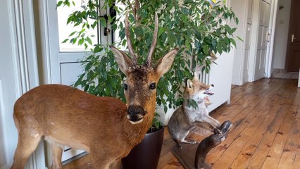 Un chien tué par un piège à renard près de Cottance