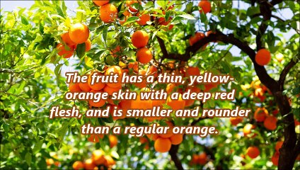 African cherry orange