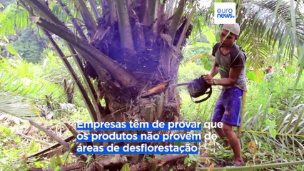 Parlamento Europeu aprova legislação para combater a desflorestação do planeta