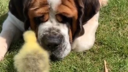 Adorable St. Bernard shows that love & chicks are keys to a happy life