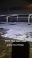 Virale il video della mucca che finge di dormire per evitare la mungitura. Ma... c'è poco da ridere