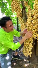 Amazing fruit tree do you know-1