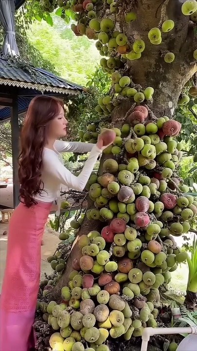 Beautiful Nature with Rural Life P39  Picking fruit in the garden
