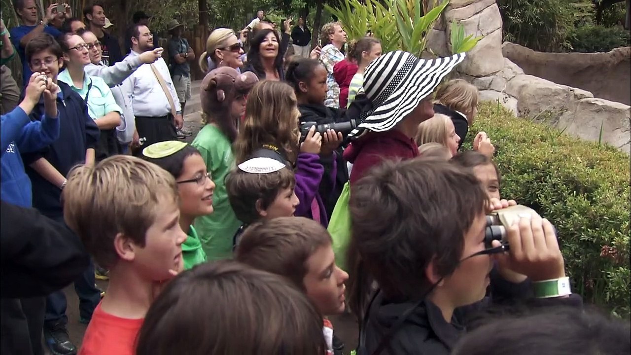 Come Open Presents With This Adorable Baby Gorilla on His Birthday