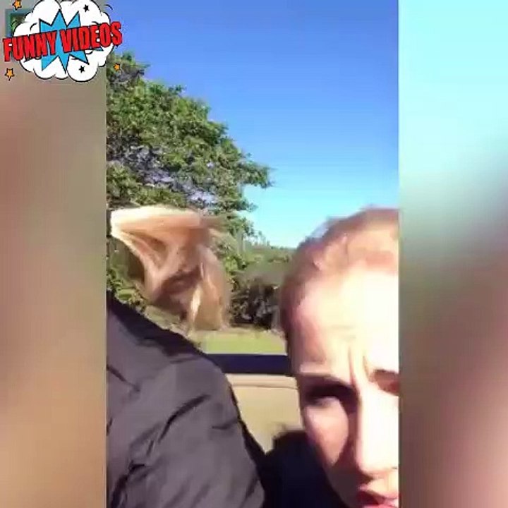 very funny videos animals compilation