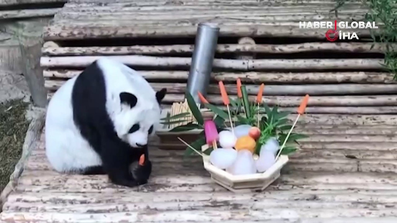 Çin'in Tayland'a ödünç verdiği dev panda Lin Hui 22 yaşında hayatını kaybetti