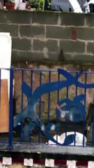 Reports of 'rats as big as cats' in Burley area