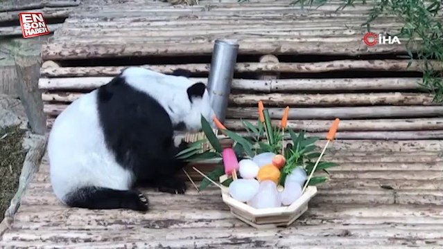 Tayland'da dev panda Lin Hui, 21 yaşında hayatını kaybetti