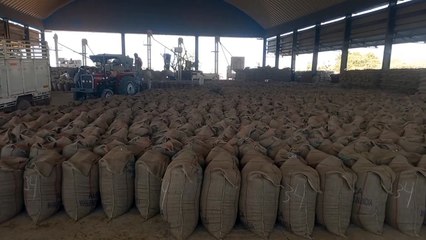 जीरे के भाव गिरने के बाद भी कारोबारी गर्मी बनी रही