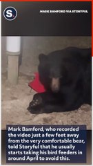 Black Bear Caught Hanging Out in Maine Backyard Snacking on Birdseed- (1)