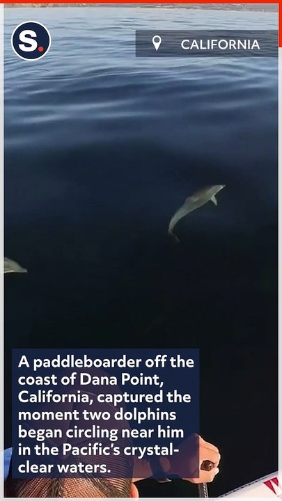 Dolphins Circle Paddleboarder in Crystal-Clear California Waters