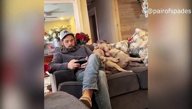 Animales me Curaron mi Depresión - Mascotas para Pasar un Buen Rato / Animals Cured My Depression - Pets for a Good Time