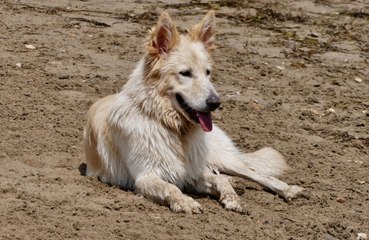 Dogs follow commands when asked politely