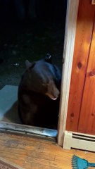 Bear Would Rather Take a Nap Than Close Door