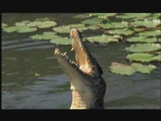 NATURE | Cuba: Wild Island of the Caribbean | Croc Snack