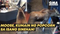 Moose, kumain ng popcorn sa isang sinehan! | GMA News Feed