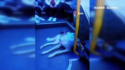 Görenler büyük şaşkınlık yaşadı...  Yolculuğu seven köpek minibüsçülerin maskotu oldu