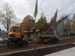 La plantation des arbres sur l'avenue de Lattre