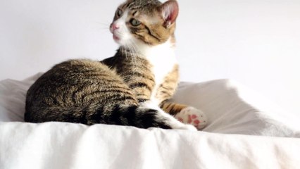 Cat Sits Down and Takes a Little Bath