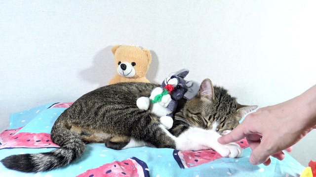 Cute Cat Sleeps among His Toys