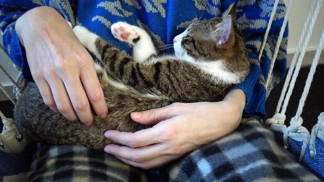 Little Rudolph Sleeps in My Arms