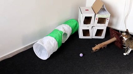 Cat Inspects His Toy House