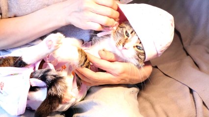 Putting a Cat Baby to Sleep