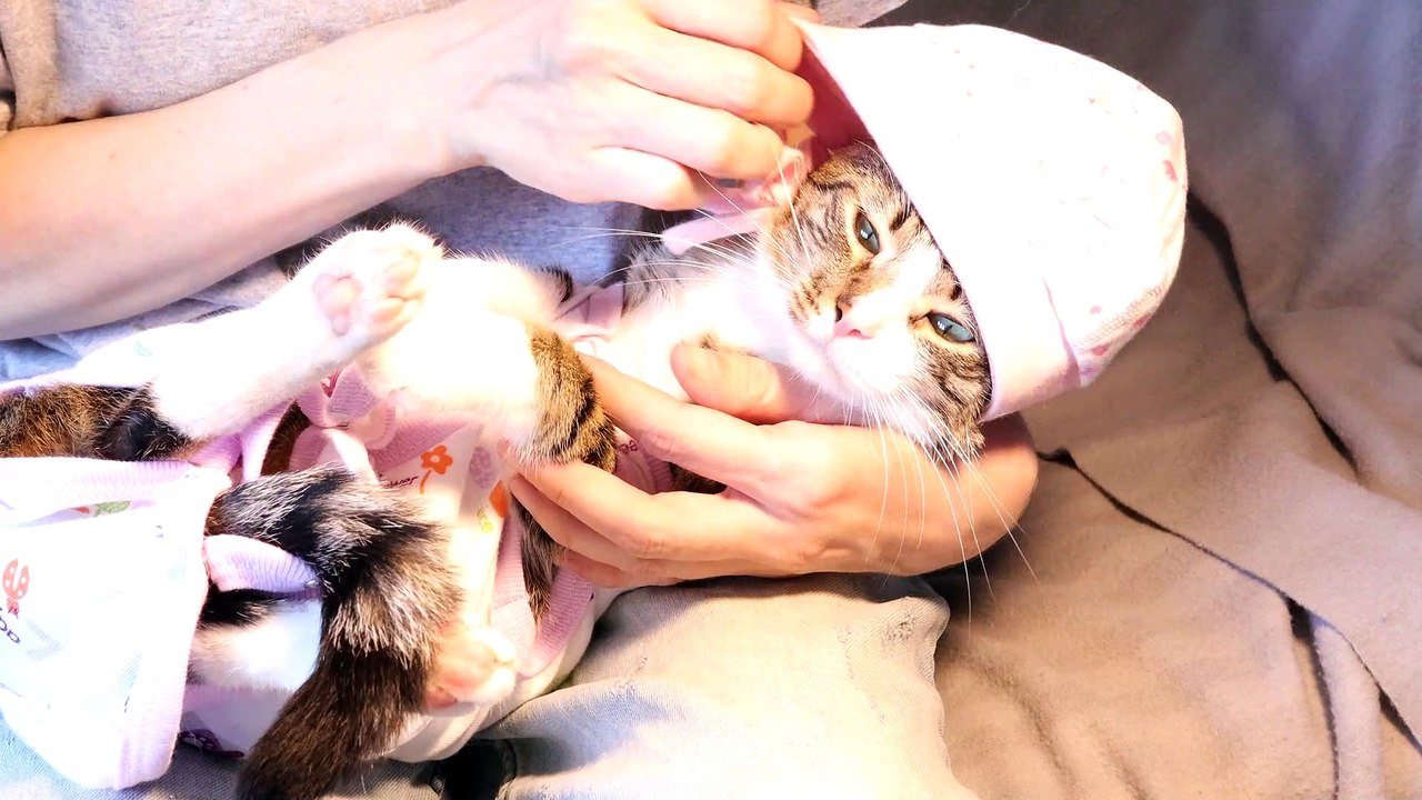 Putting a Cat Baby to Sleep