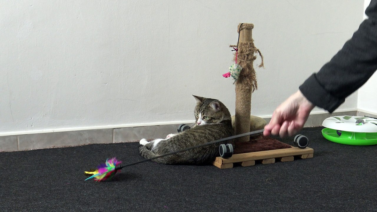This Is a Playful Cat