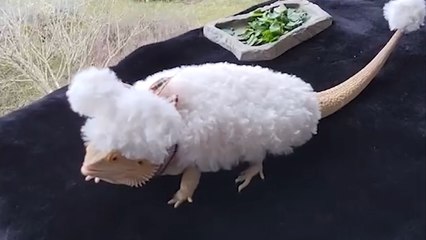 Bearded Dragon Goes All Out for Easter with Hand-Made Costumes!!