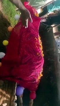 बीएसएफ हवलदार : अवकाश लेकर बैंड बाजे से गौ माता की निकाली शव यात्रा, रीति रिवाज से करवाई अंत्येष्टि : देखें वीडियो