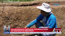 Maligcong Rice Terraces, napinsala dahil sa tagtuyot at mga peste | UB