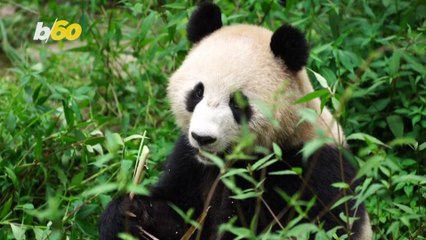 These Traveling Pandas Are Getting a Special Ceremony!