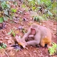 Induk monyet menyiksa anaknya