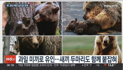 "곰 잘못 아니다"…伊서 살인불곰 사살 놓고 찬반논쟁