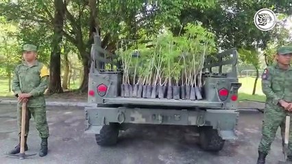 En Minatitlán cuentan con vivero forestal del Ejército Mexicano