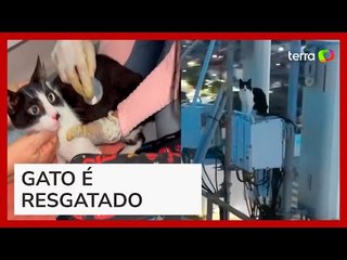 Gatinho é resgatado a 70 metros de altura em torre no interior do Ceará