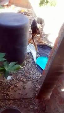 Maus-tratos: cão desnutrido é resgatado e homem é levado à delegacia