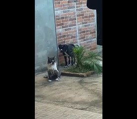 Cat Can't Believe This Dog