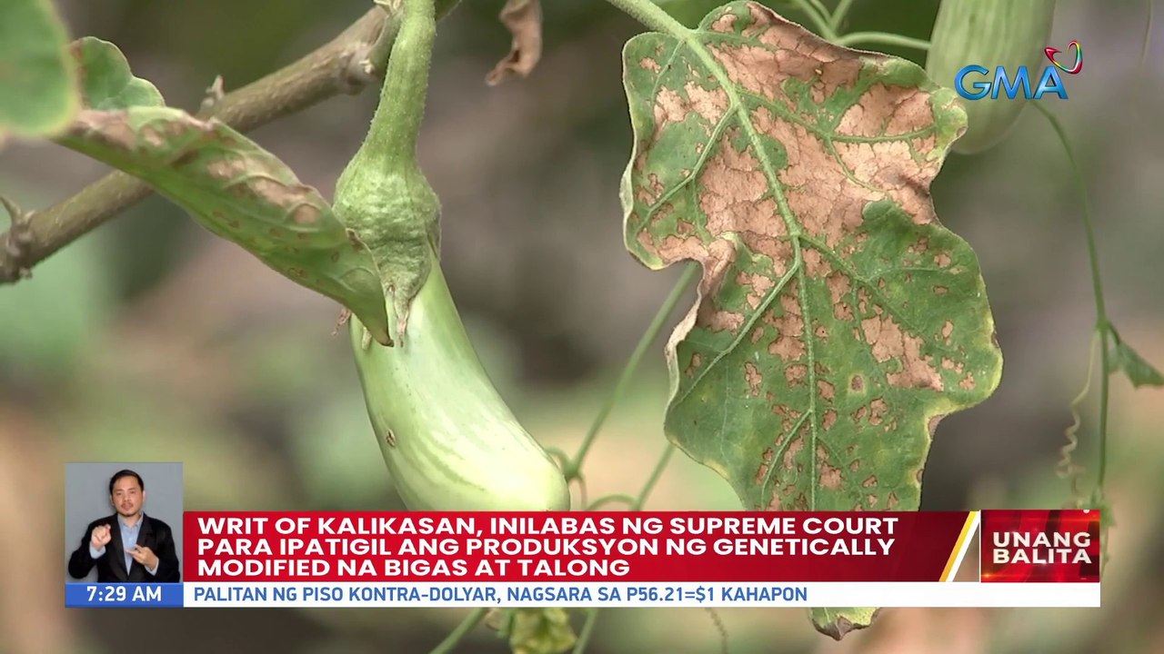 Writ of Kalikasan, inilabas ng Supreme Court para ipatigil ang produksyon ng gentically modified na bigas at talong | UB