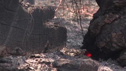 ayudas por incendios en australia