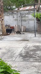 Cat's Meal Interrupted by a Feisty Feathered Foe