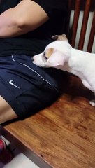 Pickpocketing Pooch's Sneaky Cash Grab