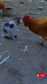 Chicken vs Cat fight - Funny Cat fight videos / The Ultimate Showdown #shorts #reels #youtubeshorts #cat #fight #funny #chicken #fightcats