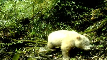 Oso panda albino es visto en China