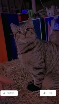 How do cats watch the dog, follow #shorts #reels #youtubeshorts #dog #cat #shorts #reels #funny