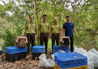 Thả hơn 100 cá thể khỉ, vượn, cu li về môi trường tự nhiên