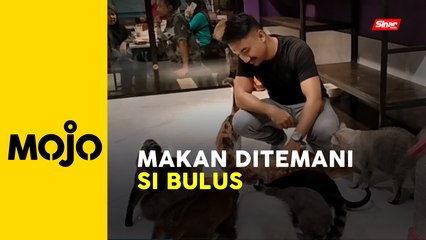 Kafe kucing beri kelainan jamu selera