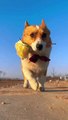Sweet dog | dog cat walk | viral dog video | trending video