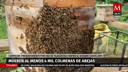 En Campeche, apicultores se enfrentan a un ecocidio de abejas